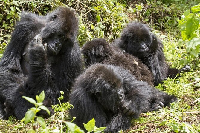 4-Day Gorilla & Chimpanzee Trekking Luxury Fly-in Tour in Uganda - Key Points