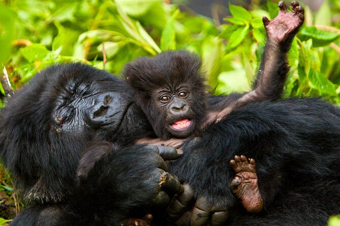 4 Day Gorilla Trekking & Golden Monkeys - Viewing the Golden Monkeys