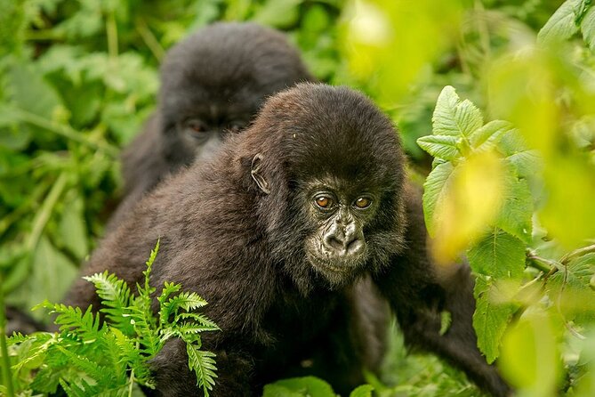 4 Day Gorilla Trekking & Golden Monkeys - Inclusions and Exclusions