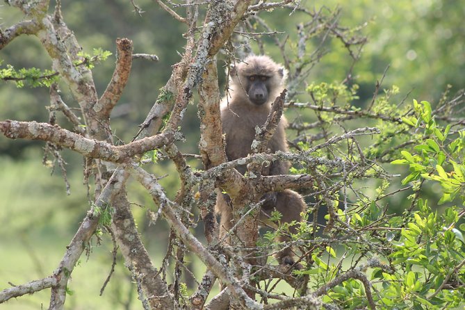 4 Day Gorilla Trekking & Golden Monkeys - Meeting and Pickup Details