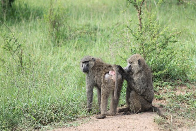 4 Day Gorilla Trekking & Golden Monkeys - Customer Reviews and Ratings