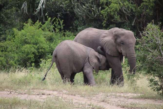 4-Day Gorillas, Wildlife and Chimpanzee Trek at Kalinzu Forest - Pickup Information