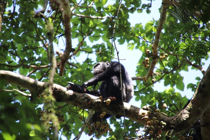 4-Day Gorillas, Wildlife and Chimpanzee Trek at Kalinzu Forest - Traveler Requirements