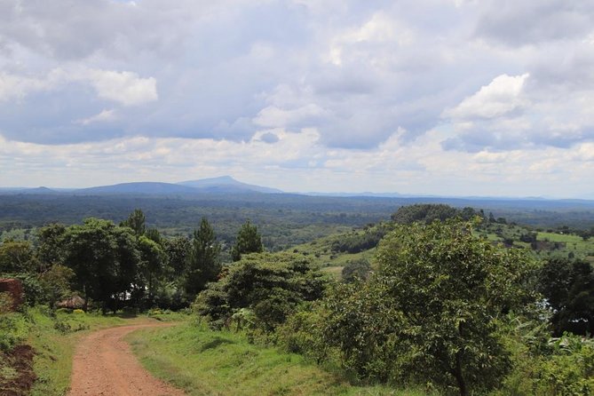 4-Day Gorillas, Wildlife and Chimpanzee Trek at Kalinzu Forest - Wildlife Viewing