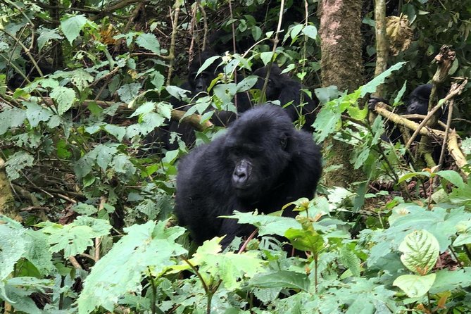 4 Day Gorillas, Wildlife and Chimpanzee Trek at Kibale - Whats Included