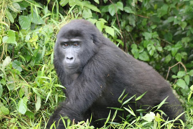 4 Day Gorillas, Wildlife and Chimpanzee Trek at Kibale - Health and Accessibility