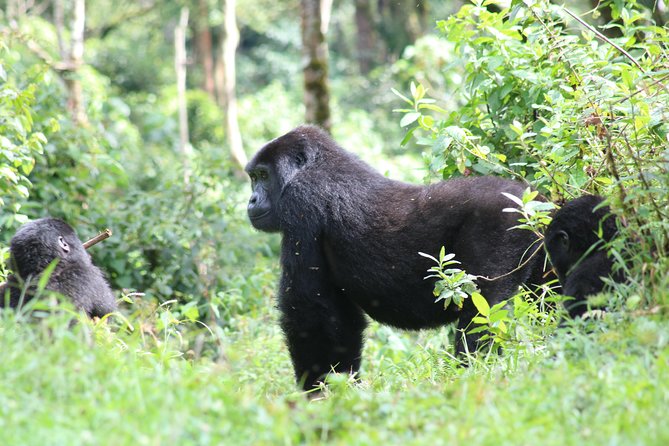 4 Day Gorillas, Wildlife and Chimpanzee Trek at Kibale - Pickup Details