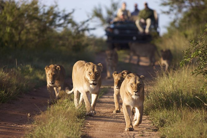4 Day Greater Kruger Kapama Game Lodge Safari With Panorama Route Journey - Daily Safari Activities