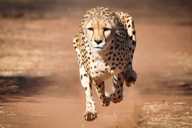 4 Day Group Tour to Maasai Mara and Lake Nakuru by a 4WD Cruiser - Accommodation and Meals