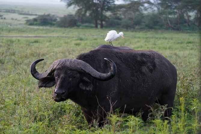4 Day Group Tour to Maasai Mara and Lake Nakuru by a 4WD Cruiser - Optional Activities and Experiences