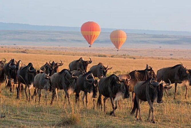 4 Day Group Tour to Maasai Mara and Lake Nakuru by a 4WD Cruiser - Cancellation Policy and Pricing