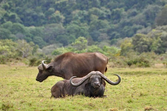 4-Day Group Tour to Tarangire, Serengeti, Ngorongoro - Lodge - Accommodation and Meals