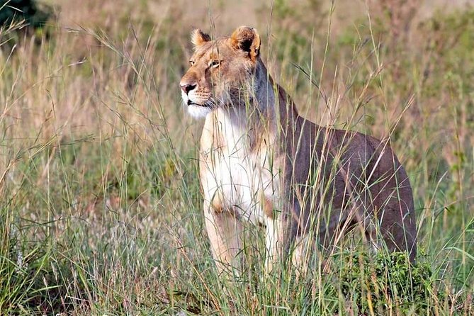 4-Day Group Tour to Tarangire, Serengeti, Ngorongoro - Lodge - Traveler Information