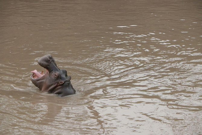 4-Day Group Tour to Tarangire, Serengeti, Ngorongoro - Lodge - Customer Reviews