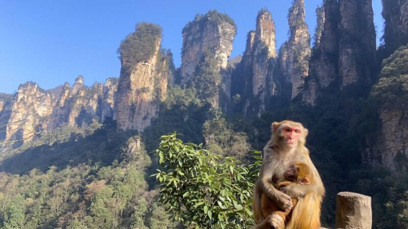 4-Day Highlights of Zhangjiajie With Sunrise Experience - Day 2: Zhangjiajie National Forest Park