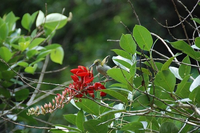 4-Day Jungle Experience in Taman Negara From Kuala Lumpur - Accommodation and Inclusions