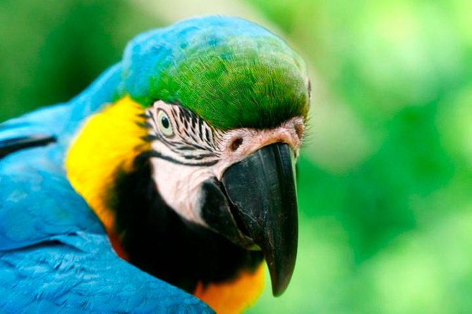 4-Day Jungle of Peru Tambopata Nature Reserve - Getting There