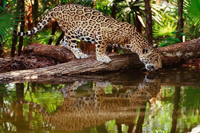 4-Day Jungle of Peru Tambopata Nature Reserve - Health Considerations