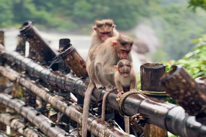 4 Day Kerala Tour Athirappilly Munnar Alleppey - Transportation, Logistics, and Value