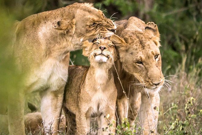4 Day Kruger National Park and Panorama Route Safari - Meeting and Pickup