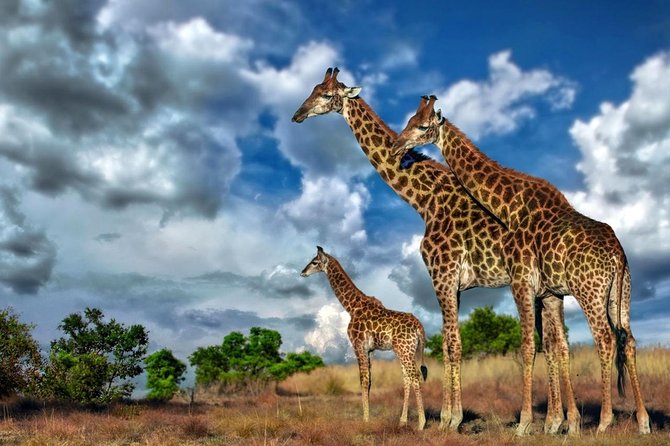 4 Day Kruger National Park and Panorama Route Safari - Booking Information