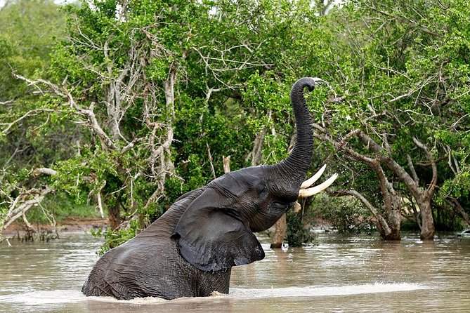 4 Day Kruger National Park and Panorama Route Safari - Exploring Kruger National Park