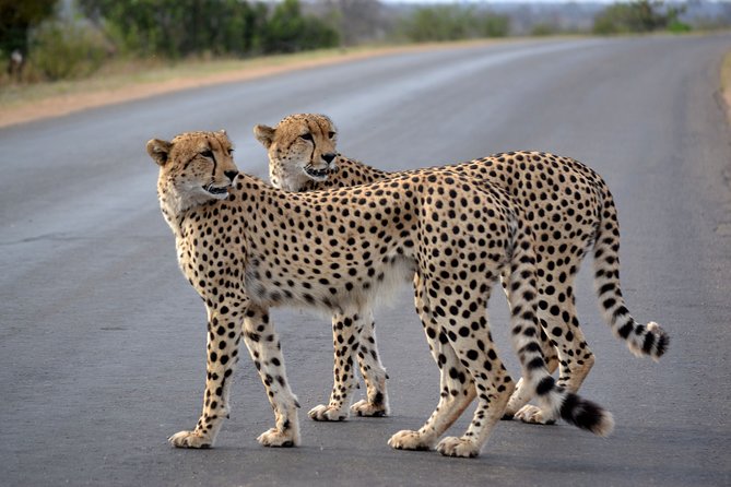 4-Day Kruger National Park Safari From Johannesburg - Diverse Wildlife Ecosystems