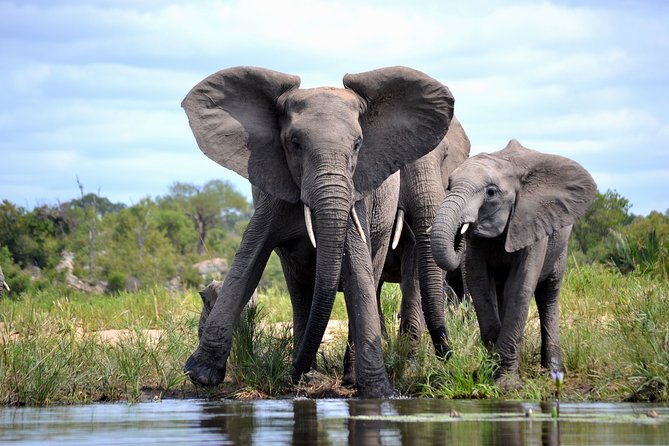 4-Day Kruger National Park Safari From Johannesburg - Inclusions and Exclusions