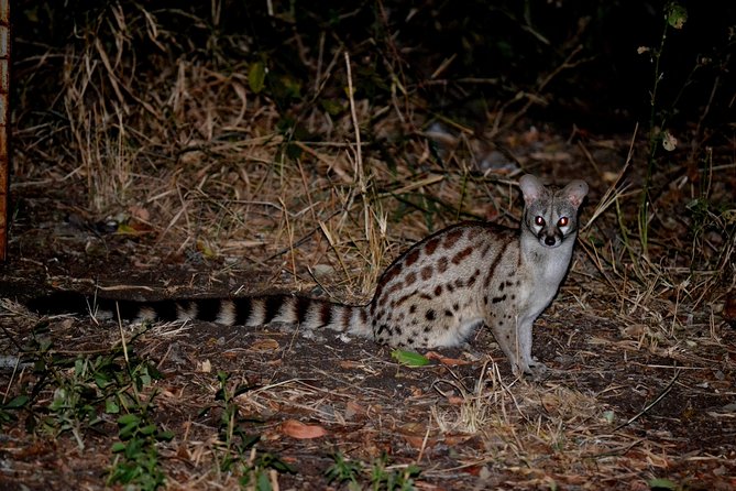 4-Day Kruger National Park Safari From Johannesburg - Important Information for Travelers