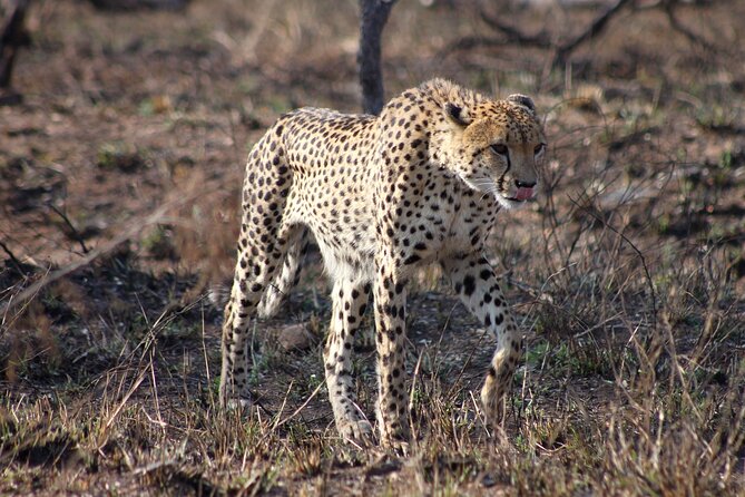 4 Day Kruger National Park Tour - Packing and Preparation
