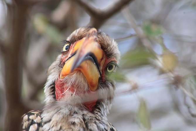 4 Day Kruger National Park Tour - Frequently Asked Questions