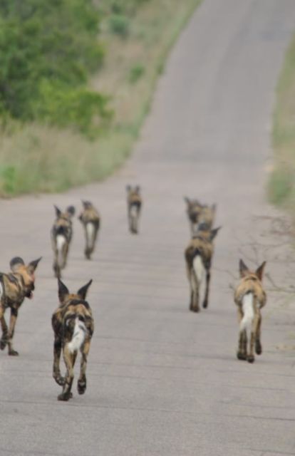 4 Day Kruger Park and Panorama Route Tour - Day 2: Full-day Game Drive