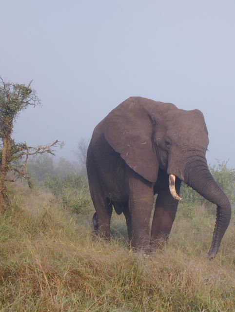 4 Day Kruger Park Safari and Panorama Route - Key Points