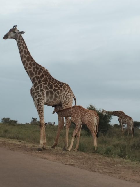 4 Day Kruger Park Safari and Panorama Route - Detailed Itinerary