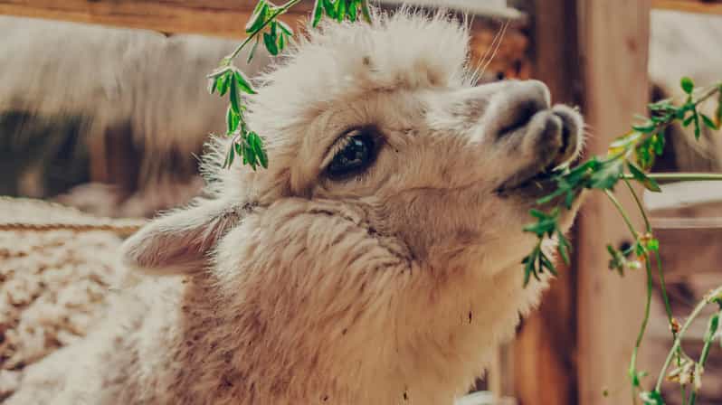 4-DAY LLAMA RETREAT TREK TO MACHU PICCHU - Key Points