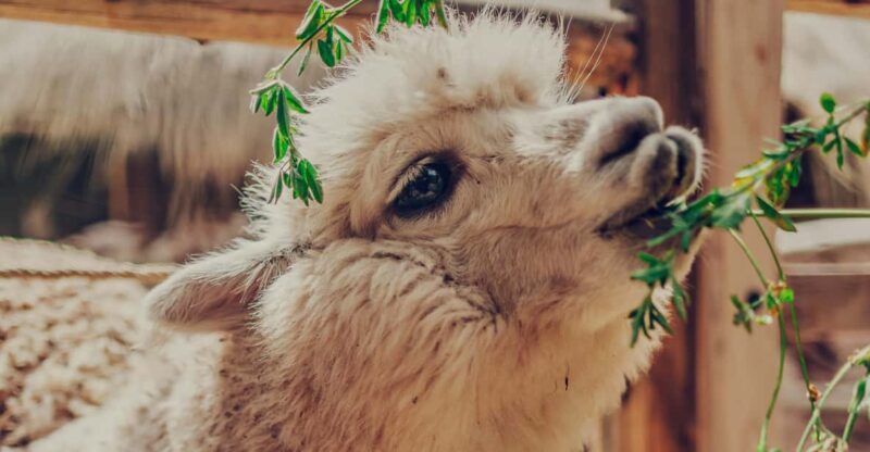 4-DAY LLAMA RETREAT TREK TO MACHU PICCHU - Trip Overview and Pricing