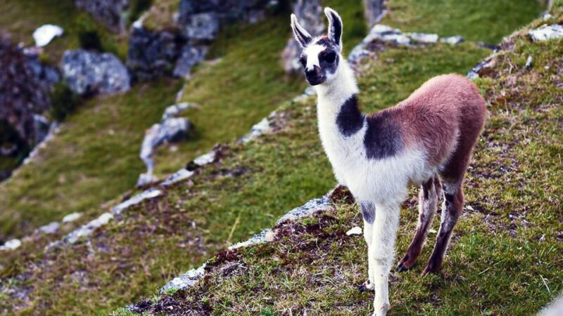 4-DAY LLAMA RETREAT TREK TO MACHU PICCHU - Pre-Trip Briefing and Transportation