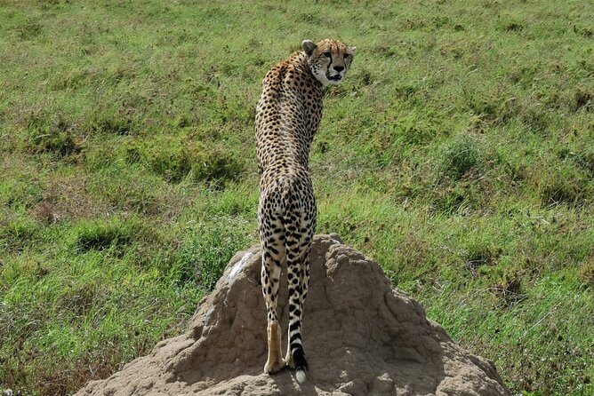 4-Day Lodge Private Tour to Tarangire, Serengeti and Ngorongoro - Accommodation Details