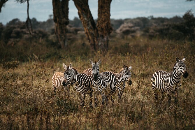 4-Day Maasai Mara and Lake Nakuru Safari From Nairobi - Journey Through the Rift Valley