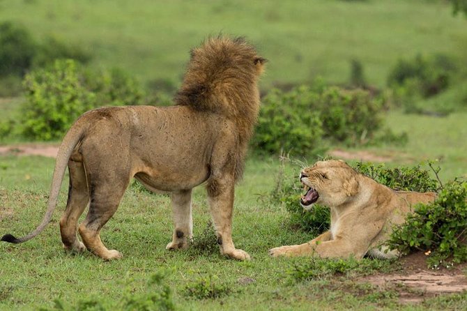 4-Day Maasai Mara and Lake Nakuru Safari From Nairobi - Accommodation and Camping Experience