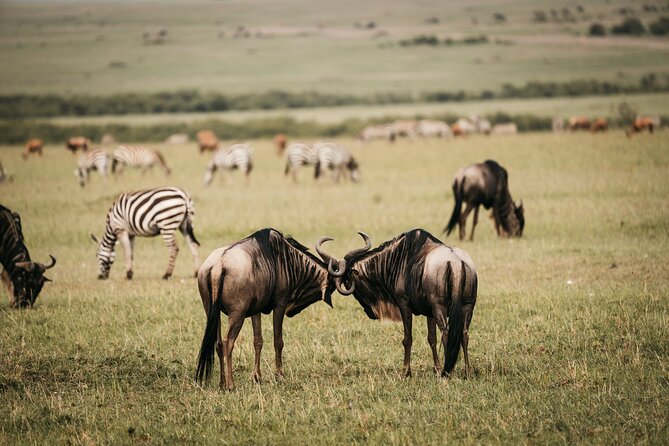 4-Day Maasai Mara and Lake Nakuru Safari From Nairobi - Dining Options and Meals