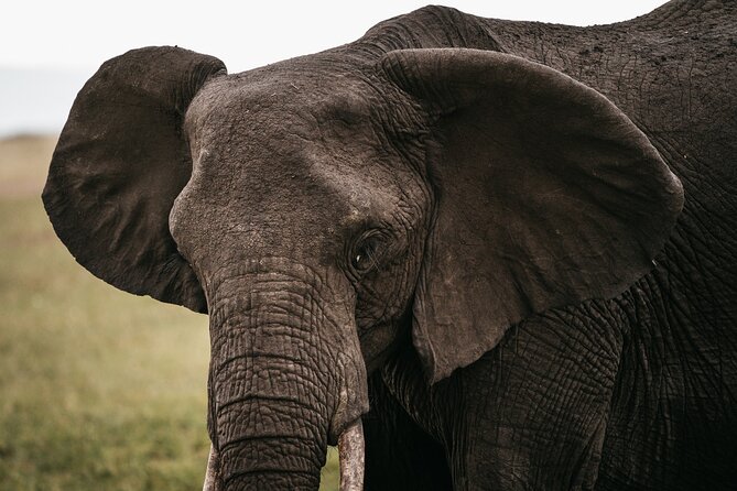 4-Day Maasai Mara and Lake Nakuru Safari From Nairobi - Packing and Preparation Tips