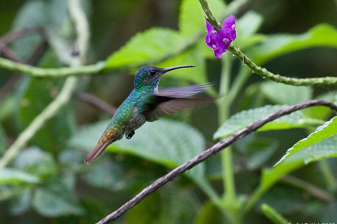 4-Day Manu Jungle Trip From Cusco - Key Points