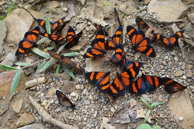 4-Day Manu Jungle Trip From Cusco - Participation Requirements
