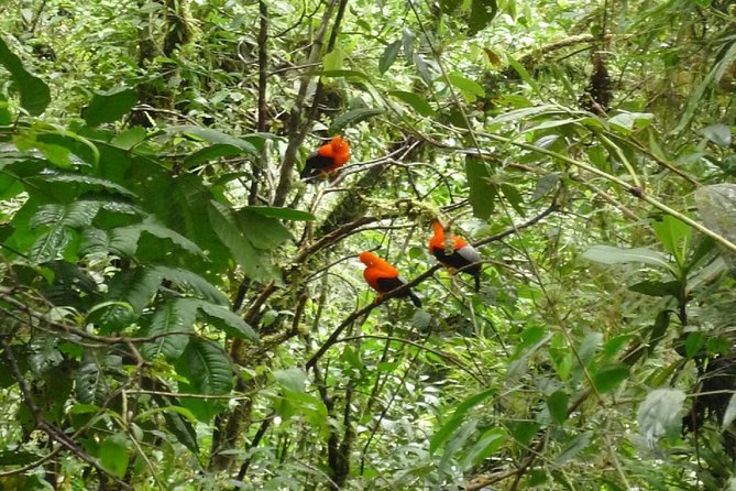4-Day Manu Jungle Trip From Cusco - Guided Jungle Exploration