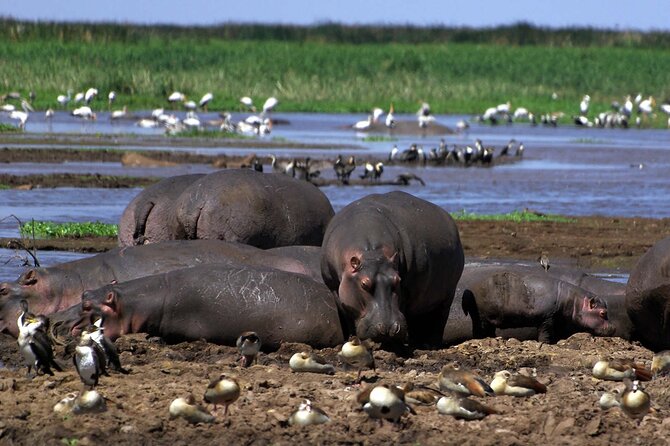 4-Day Manyara Serengeti and Ngorongoro Wonders Budget Safari Tour - Traveler Information