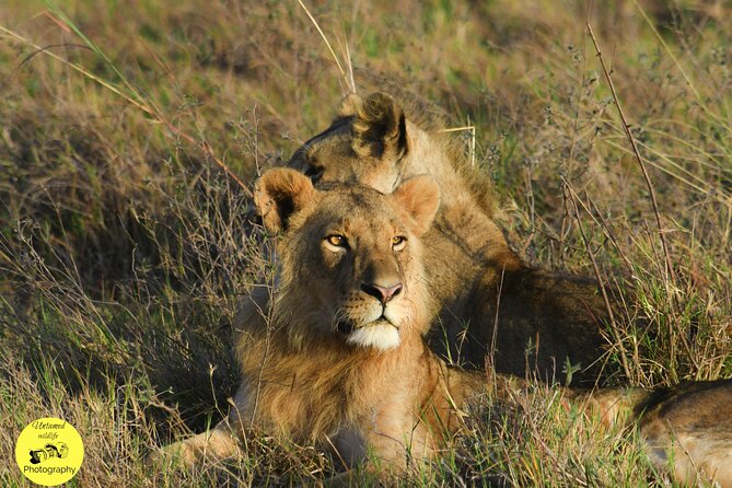 4-Day Masai Mara and Lake Nakuru Safari From Nairobi. - Cancellation Policy and Pricing