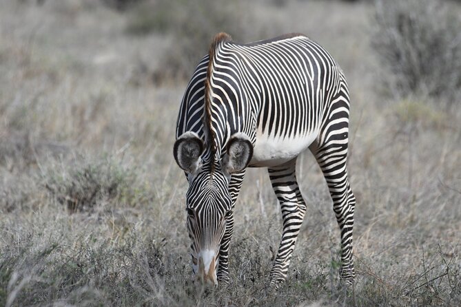 4-Day Masai Mara and Lake Nakuru Safari From Nairobi. - Wildlife Viewing Experience