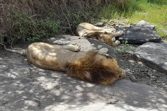 4-Day Masai Mara and Lake Nakuru Safari From Nairobi - Tour Inclusions