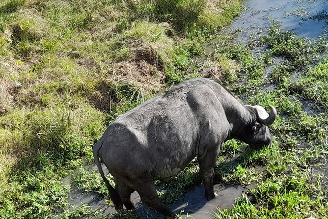 4-Day Masai Mara and Lake Nakuru Safari From Nairobi - Cancellation Policy